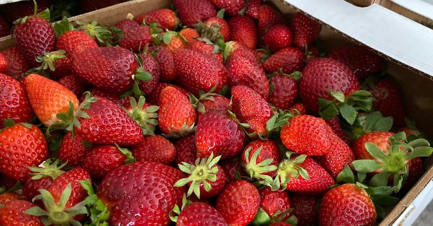 Fragole, è Primavera! 