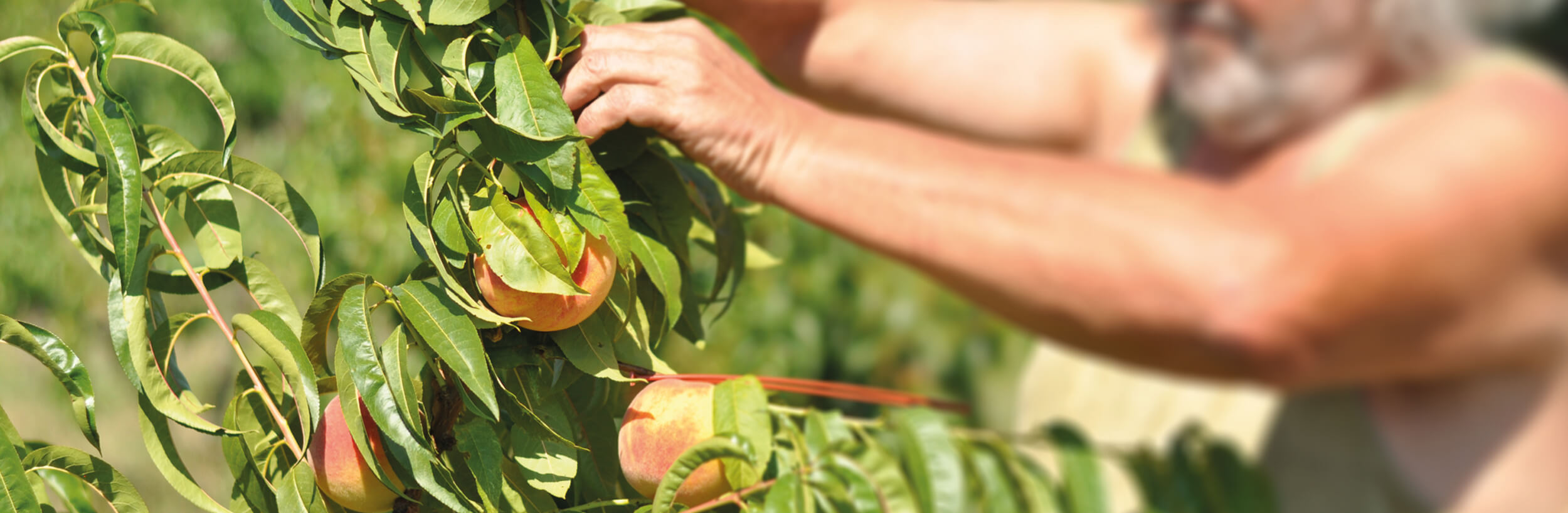 azienda Arc en Ciel - Valori - Una cooperativa di oltre 50 soci